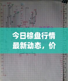 今日棕盘行情最新动态，价格走势深度解析
