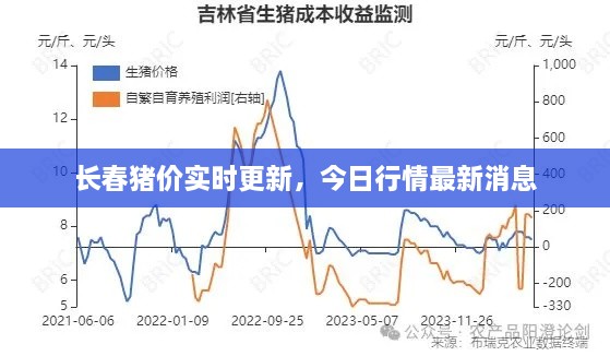 长春猪价实时更新，今日行情最新消息