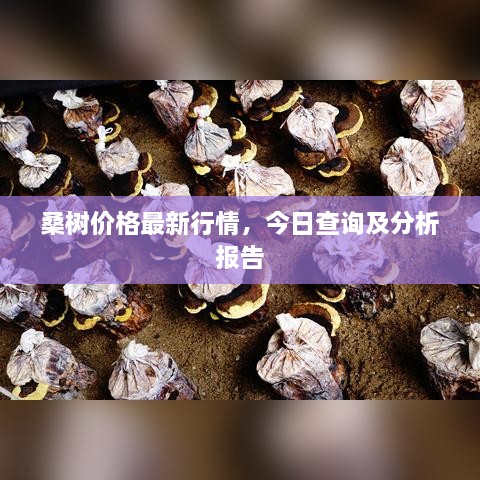 桑树价格最新行情，今日查询及分析报告
