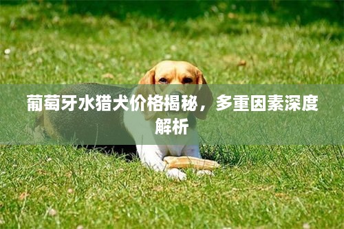 葡萄牙水猎犬价格揭秘，多重因素深度解析