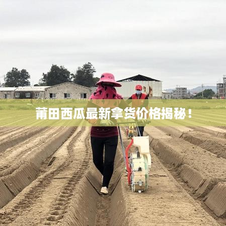 莆田西瓜最新拿货价格揭秘！