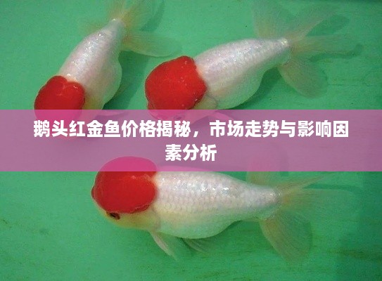 鹅头红金鱼价格揭秘，市场走势与影响因素分析