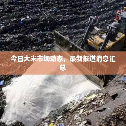 今日大米市场动态，最新报道消息汇总
