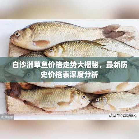 白沙洲草鱼价格走势大揭秘，最新历史价格表深度分析