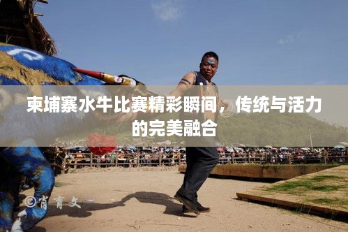 柬埔寨水牛比赛精彩瞬间，传统与活力的完美融合