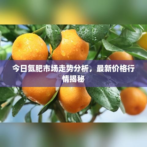 今日氨肥市场走势分析，最新价格行情揭秘