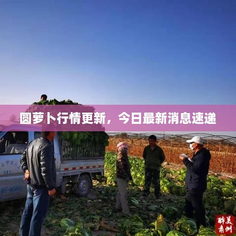 圆萝卜行情更新，今日最新消息速递