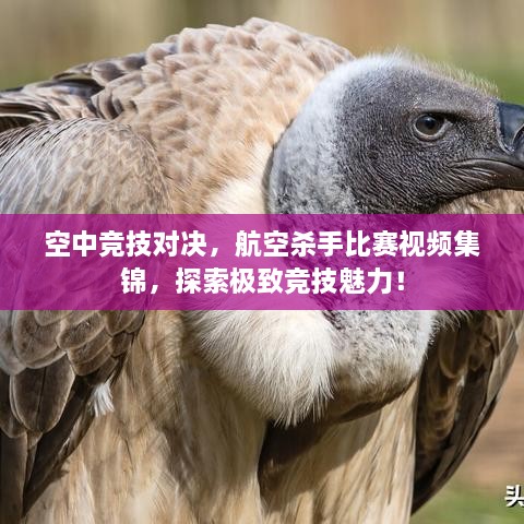 空中竞技对决，航空杀手比赛视频集锦，探索极致竞技魅力！