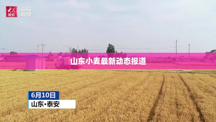 山东小麦最新动态报道