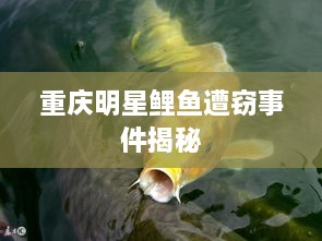 重庆明星鲤鱼遭窃事件揭秘