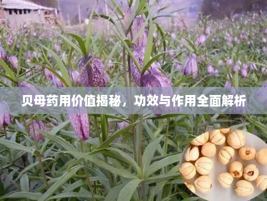 贝母药用价值揭秘，功效与作用全面解析