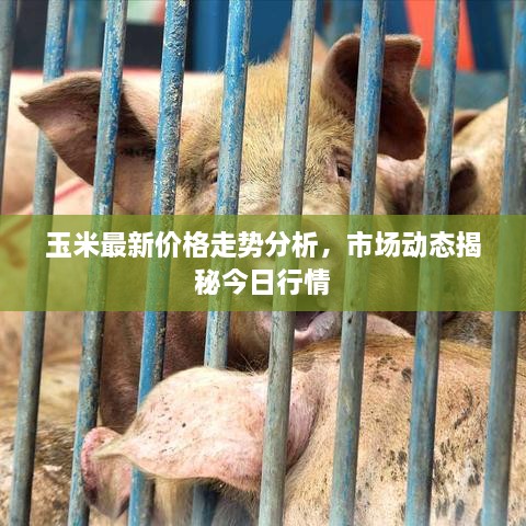 玉米最新价格走势分析，市场动态揭秘今日行情
