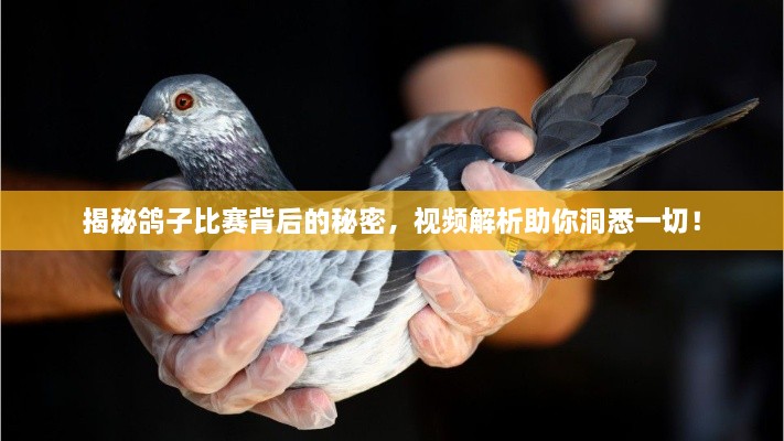 揭秘鸽子比赛背后的秘密，视频解析助你洞悉一切！