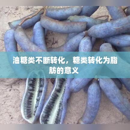 油糖类不断转化，糖类转化为脂肪的意义 
