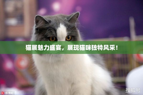 猫展魅力盛宴，展现猫咪独特风采！