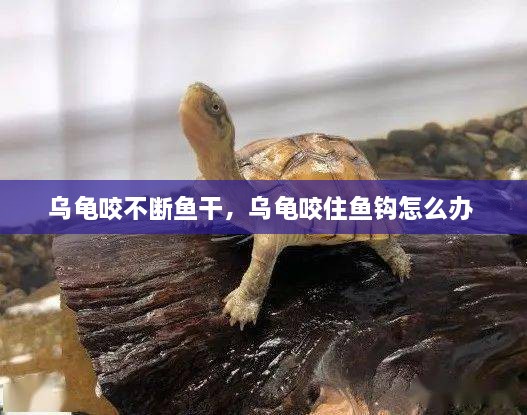乌龟咬不断鱼干，乌龟咬住鱼钩怎么办 