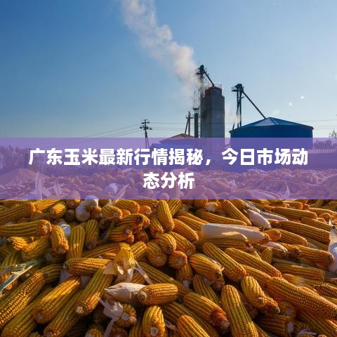 广东玉米最新行情揭秘，今日市场动态分析