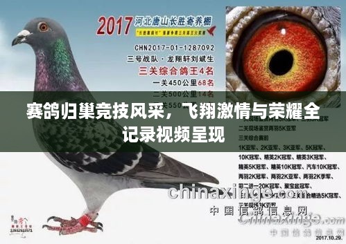 赛鸽归巢竞技风采，飞翔激情与荣耀全记录视频呈现